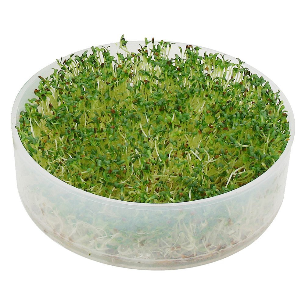 Four Level Sprouting Tray